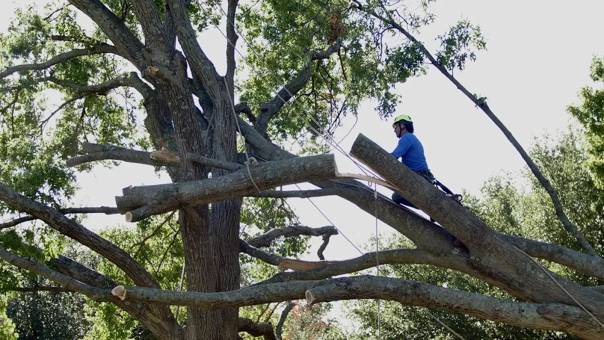 Professional Crown Thinning performed by certified arborists in West Point