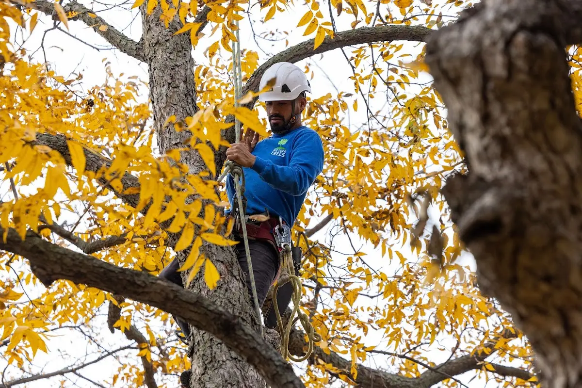 Skilled Tree Planing crew working in West Point